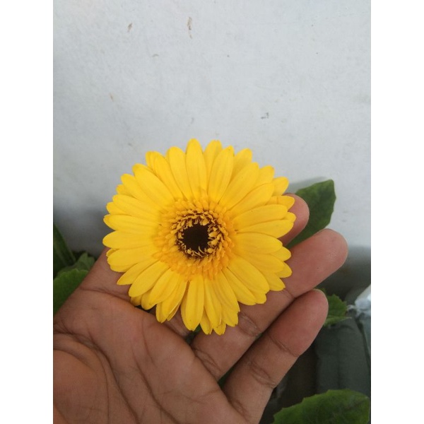 tanaman bunga gerbera/herbras kuning