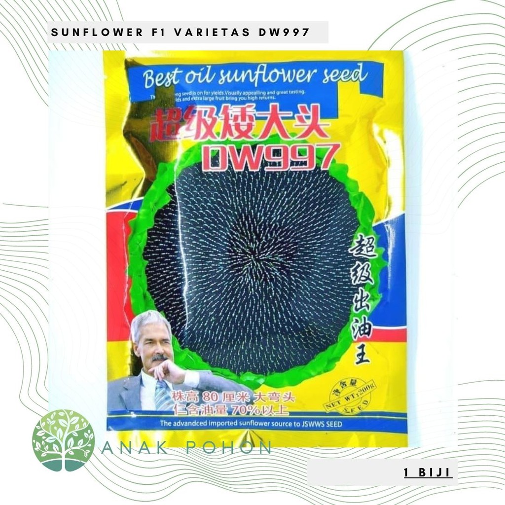 Benih Bibit Biji - Sunflower Black Oil F1 Varietas DW997 Kuaci Bunga Matahari Seeds