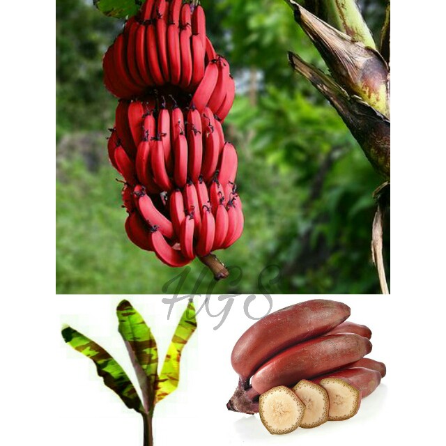 Bibit Tanaman Buah Pisang Merah Asli Sumatera