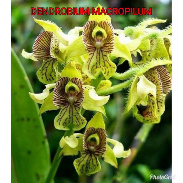 Bibit bunga angrek dendrobium macrophyllum sp jawa