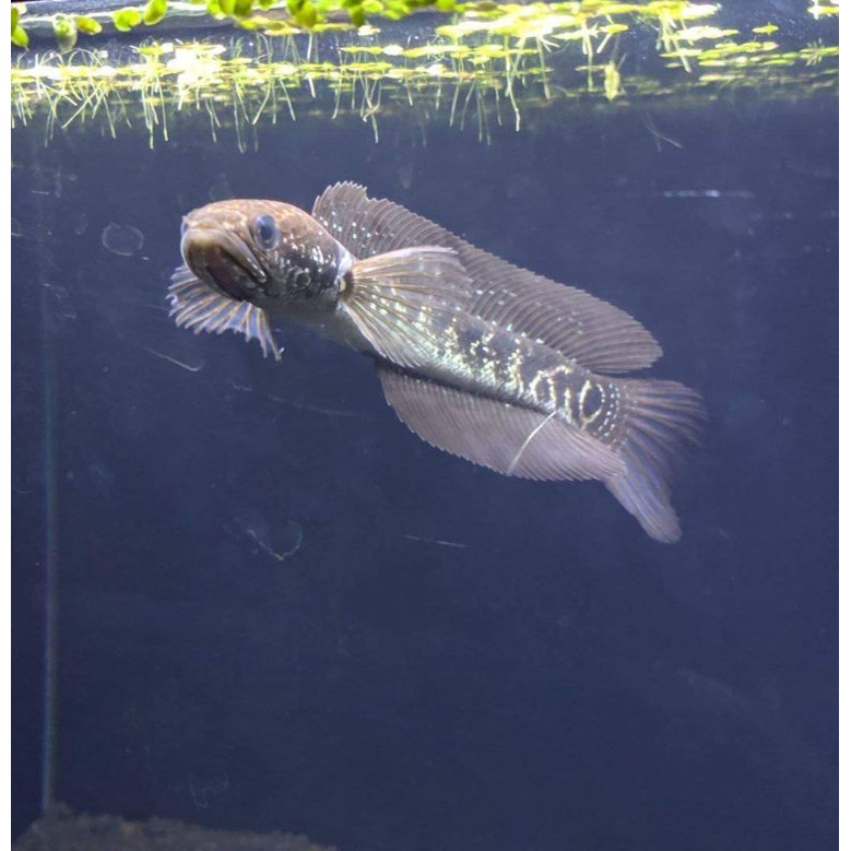 essen asiatica white spot full mutiara gondrong