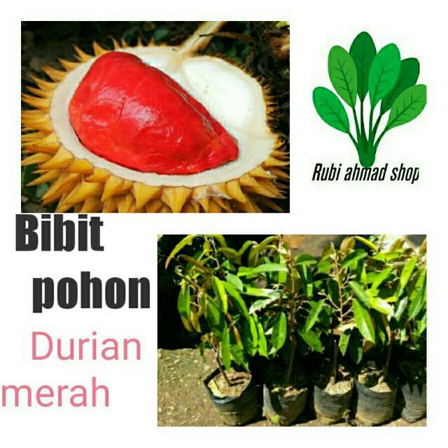 Bibit durian merah-bibit pohon durian merah kaki 3