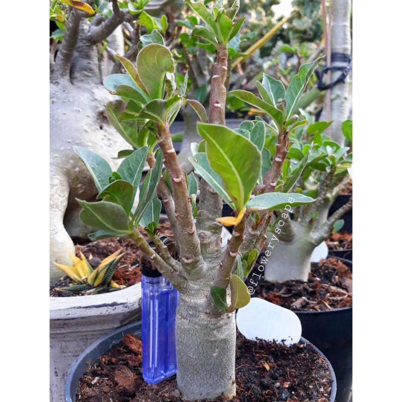 Adenium arabicum