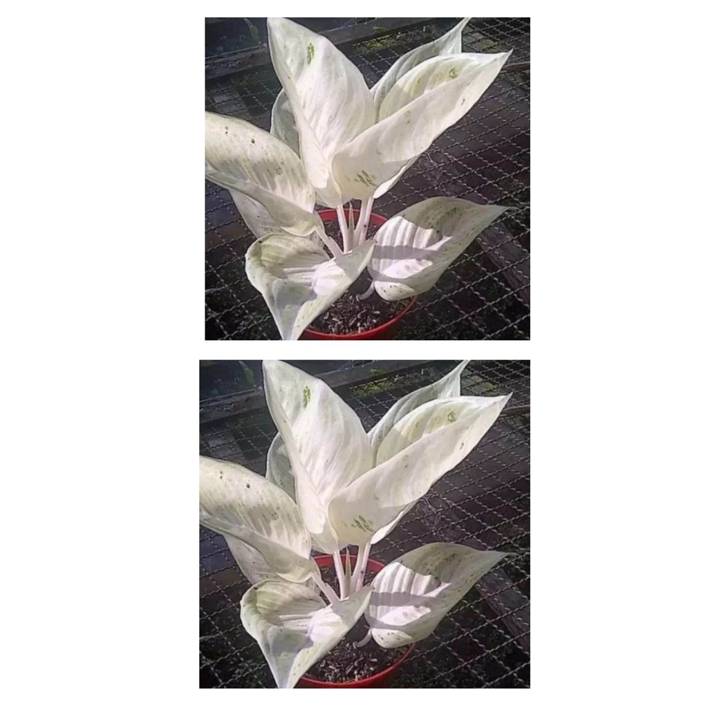 2 paket bonggol aglonema legacy salju