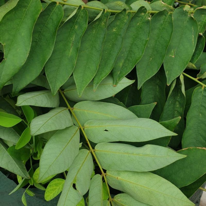 

DAUN BELIMBING WULUH