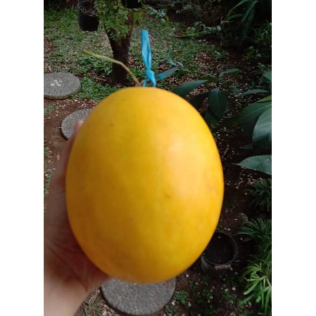 

melon emas|nuri fruits|buah segar bandung|buah melon|melon emas