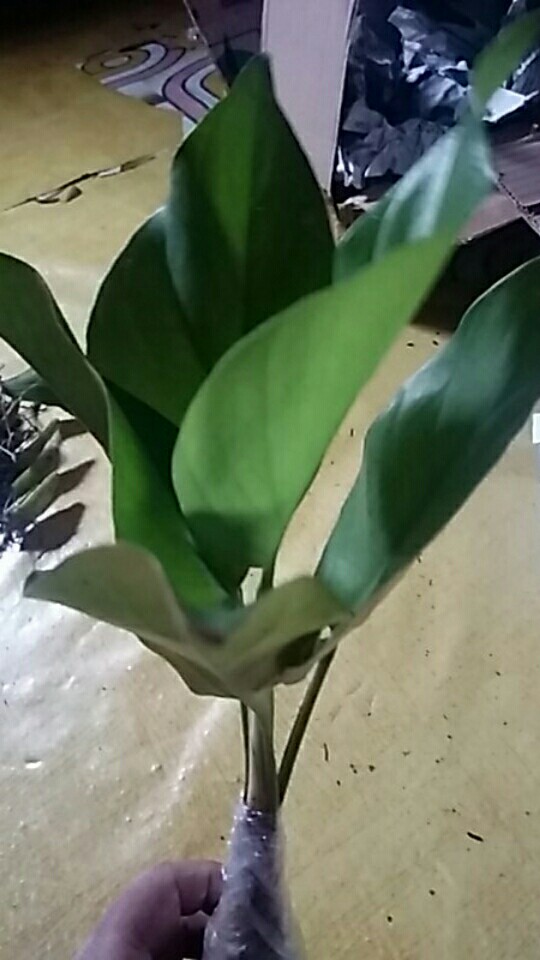 Tanaman Hias Bibit Monstera Deliciosa - Philodendron Monstera - Cra Taman