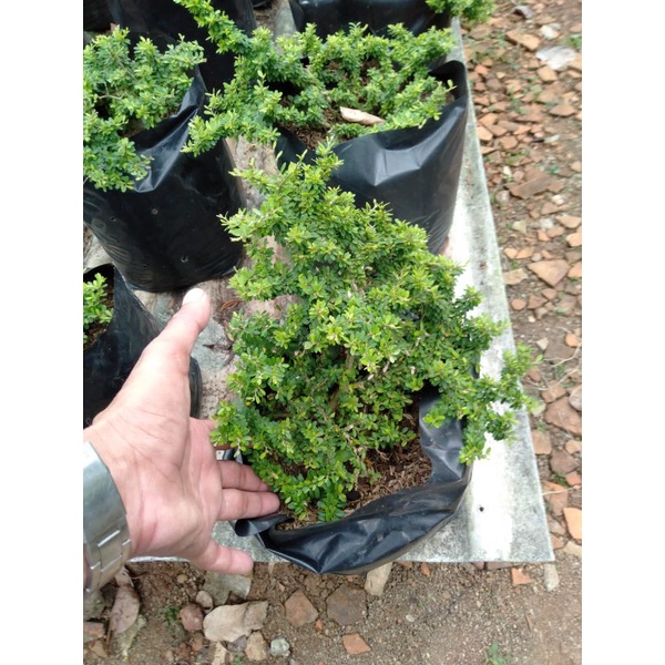 Saeng Simbur Thailand Super Mikro/ Saeng Simbur Thailand Super Micro