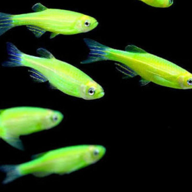 

danio green / ikan hias / aquasqape