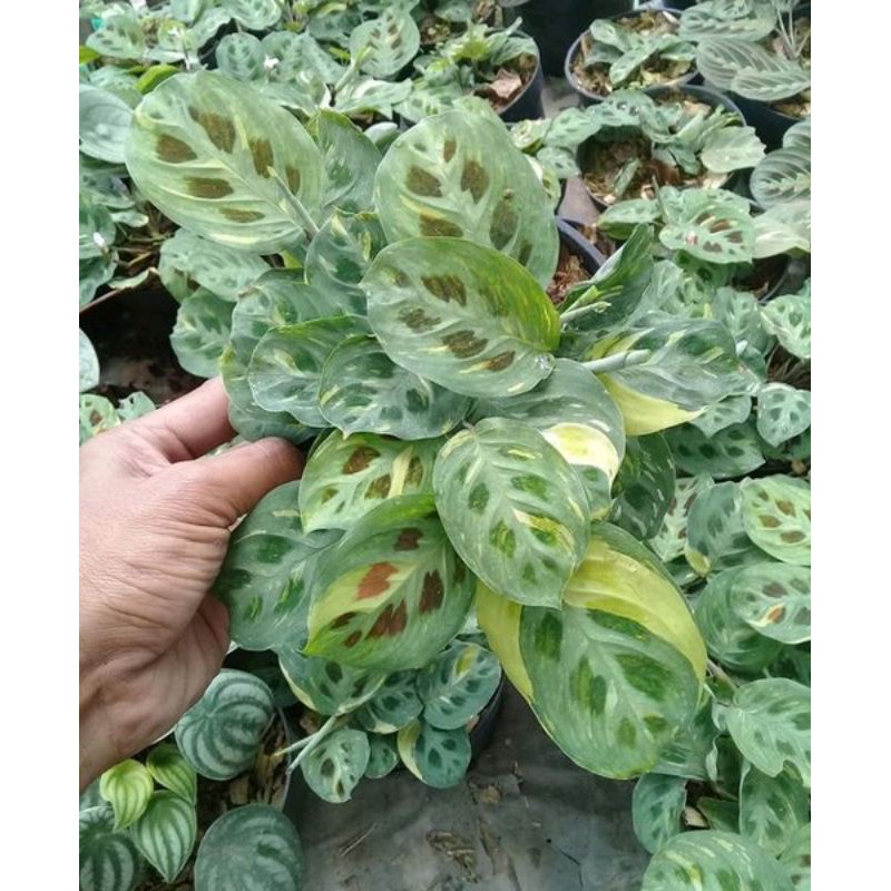 LANGKA tanaman hias calathea levonero varigata - pohon varigata
