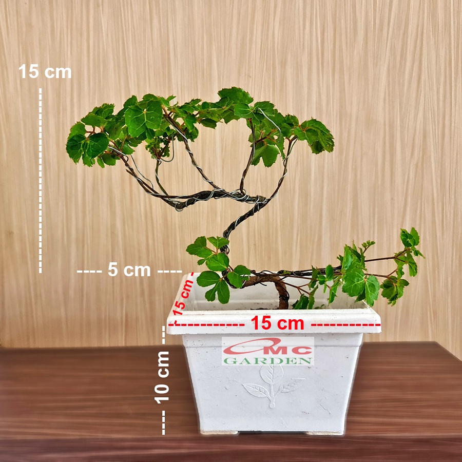 Bonsai Mame Berlangkas Andong Kedondong Laut Ming Aralia Polyscias Fruticosa Tanaman Obat Herbal Hia