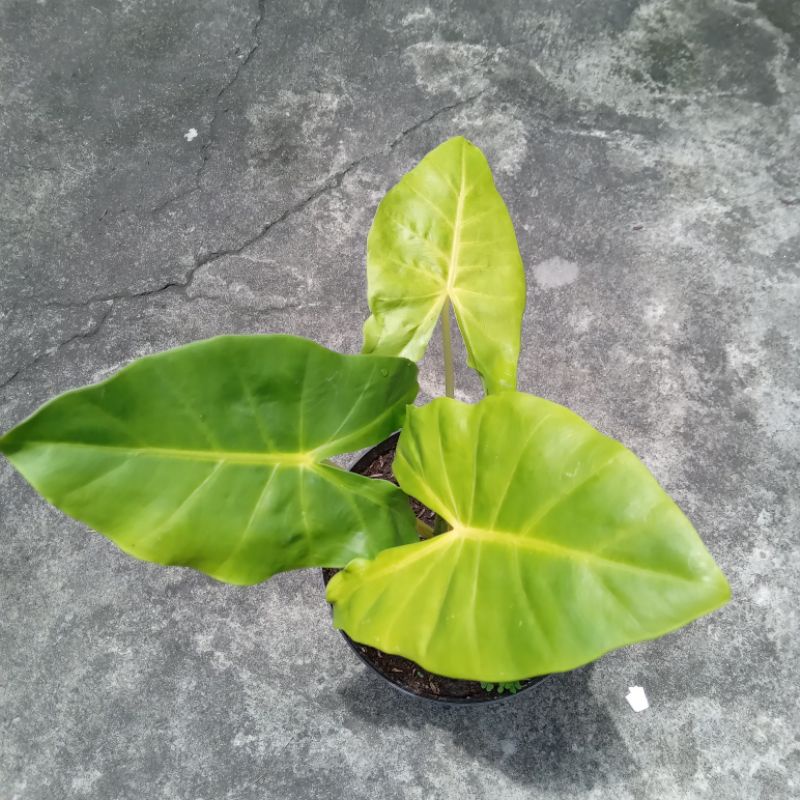 TERMURAH Alocasia Lutea Golden/Sente Golden