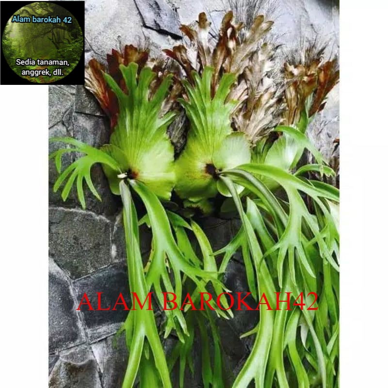 Tanaman hias kadaka tanduk rusa / kadaka uncal besar