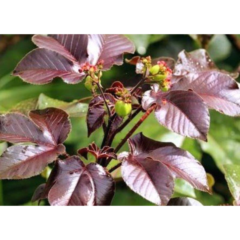 bibit pohon jarak merah/ wulung