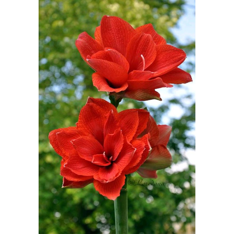 umbi Amaryllis Cherry Nhymp anak import bunga Lily hujan amarilis