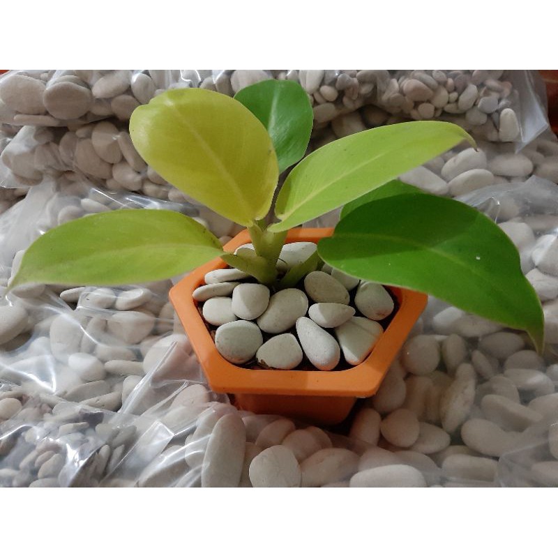 batu koral putih kecil