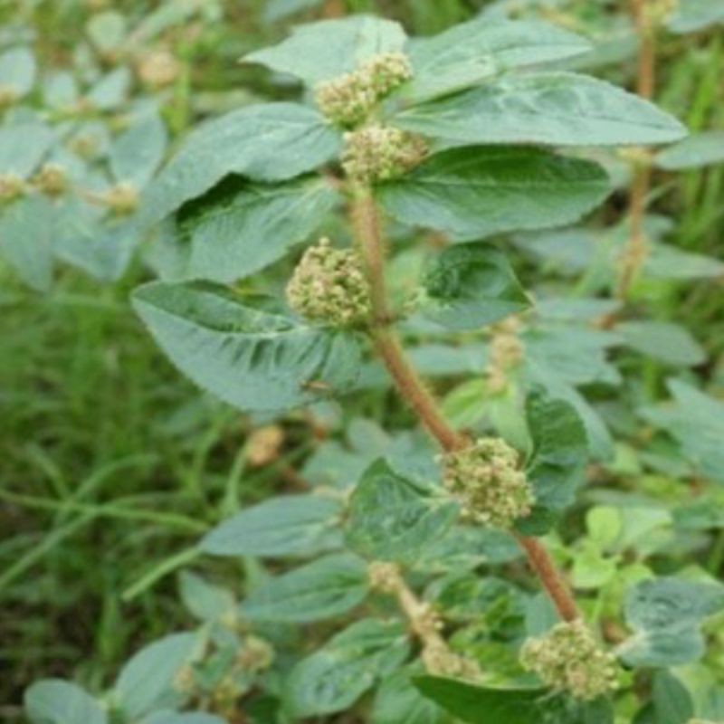 

Patikan kebo 100 gram baru petik