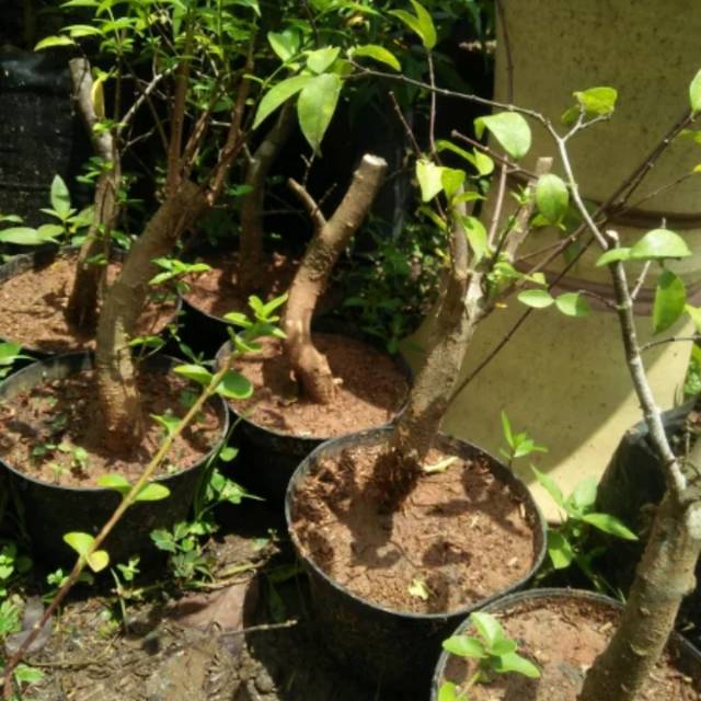 bahan anput batang berkarakter