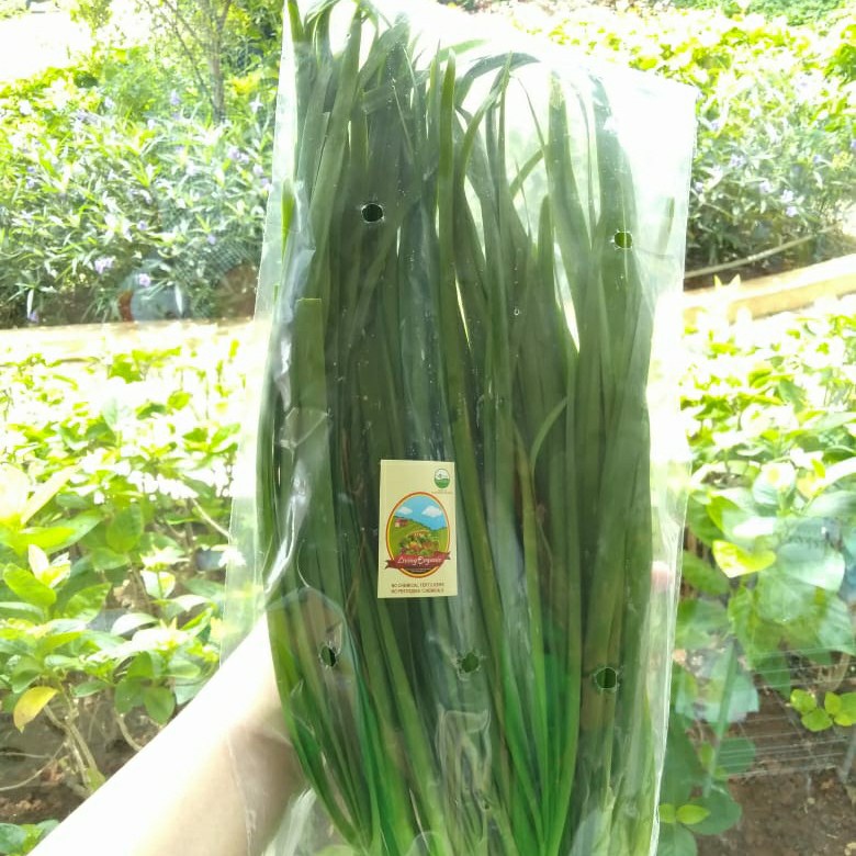

Daun Kucai Organik Living Organic
