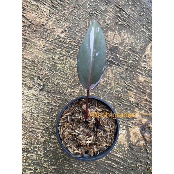 philodendron pink princes marble