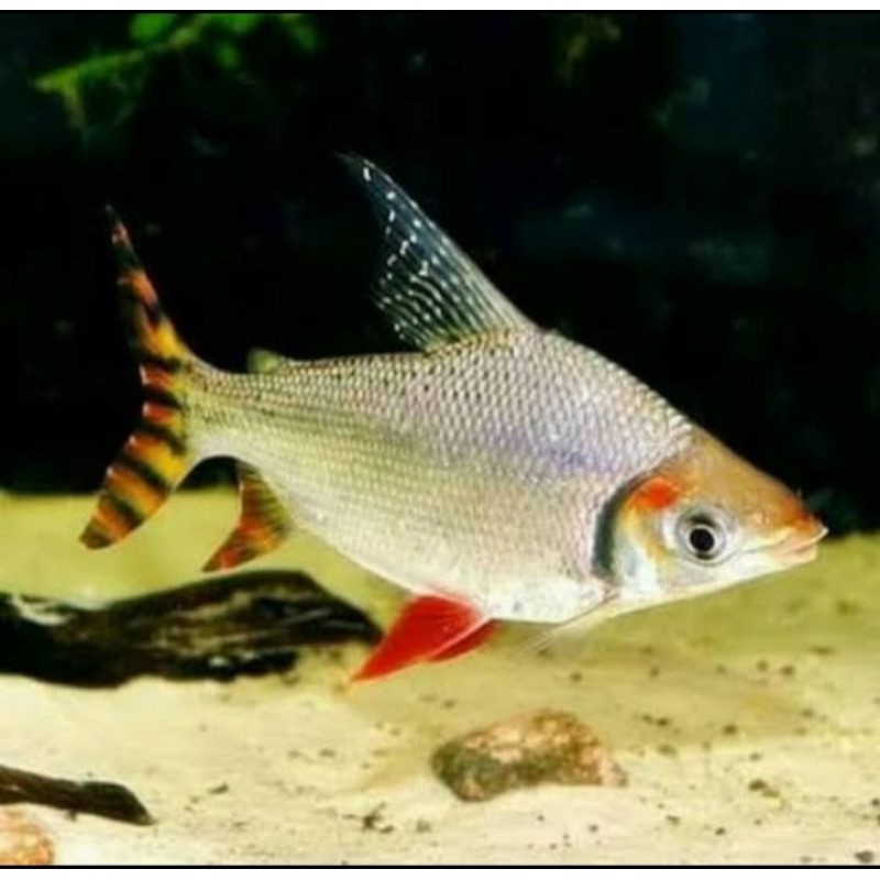 Ikan Hias American Flagtail Red Feifeng 10 cm