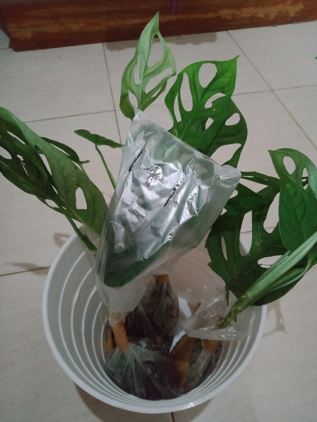 Bonggol Fresh Cutting Janda Bolong