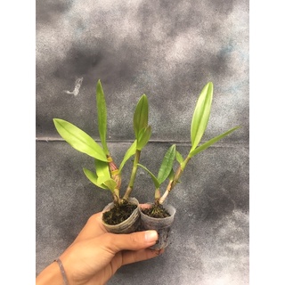 Jual Dendrobium Caesar Warawan x Dendrobium Tiara Beauty - Seedling ...