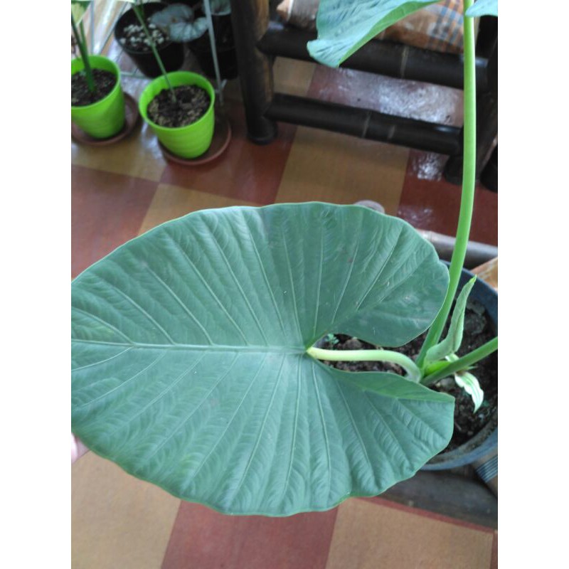 Alocasia Reginae