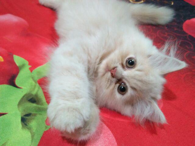 Kemeja Batik Pria Lengan Panjang Slim Fit Alpin Putih Ory Suffa