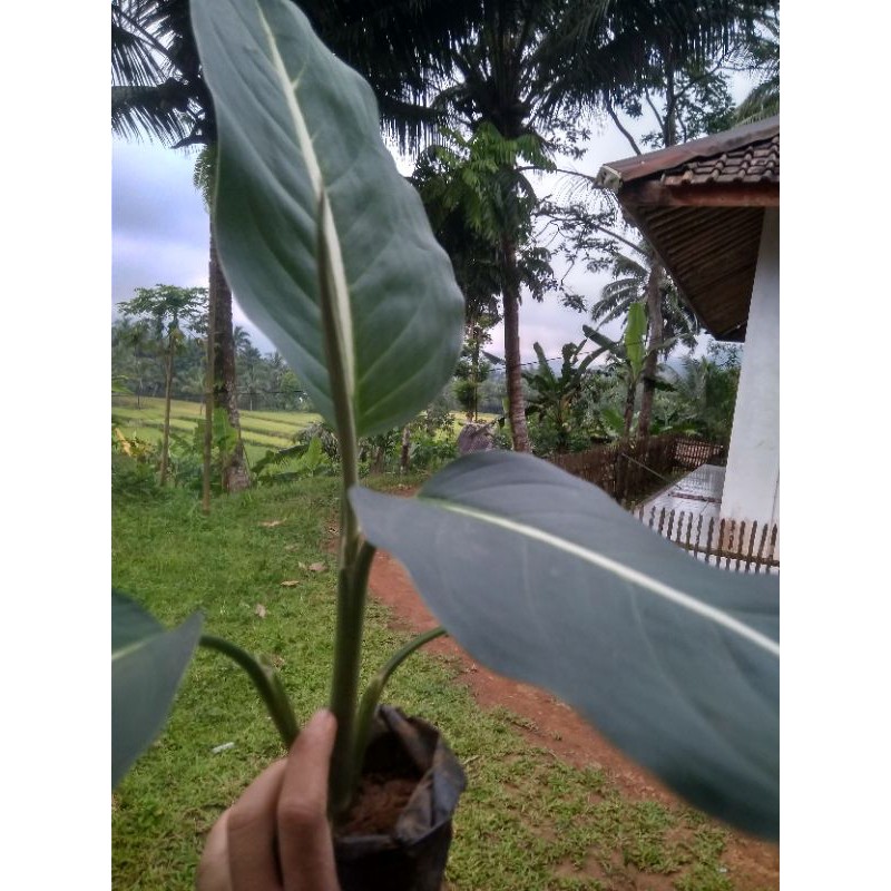 Tanaman Hias stek/ Keladi / Keladi / Keladi Hias / Tanaman Keladi / Caladium