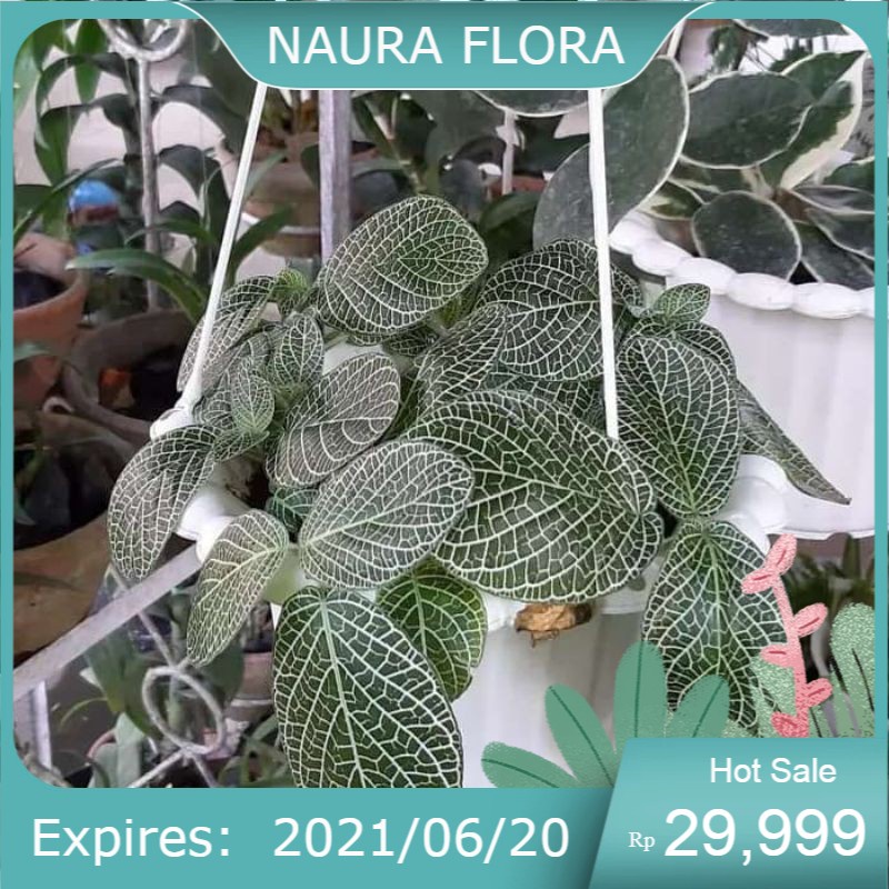 pohon epicia mutiara-tanaman hias epicia mutiara