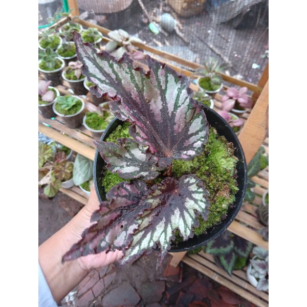 berbagai jenis begonia