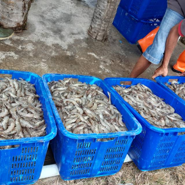 

Udang vannamei/Udang putih