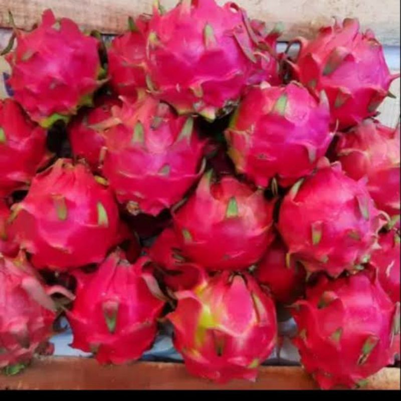 

Buah naga kamang bukittinggi