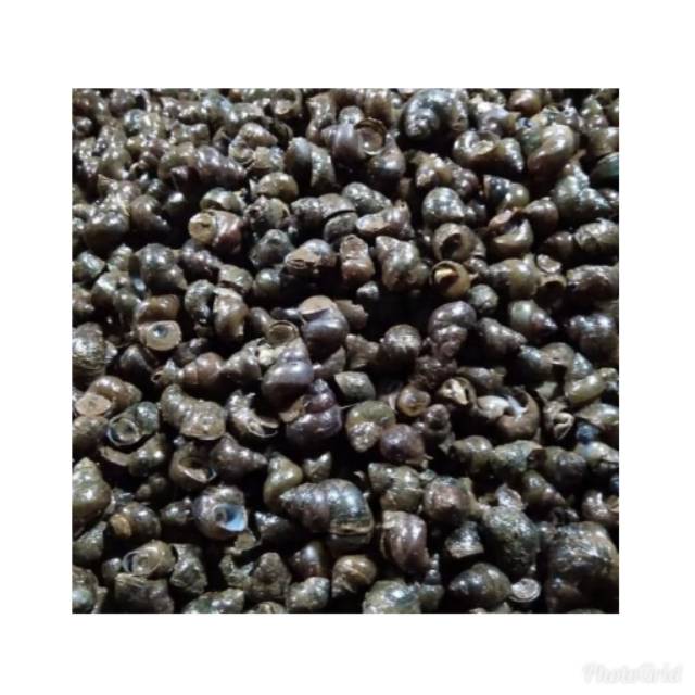 

Kerang Tutut
