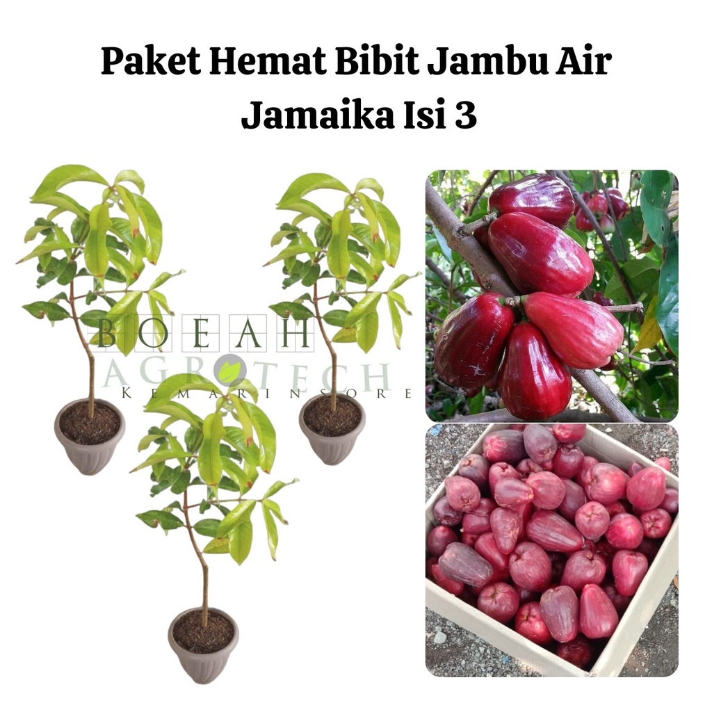 Paket Hemat Bibit Jambu Air Jamaika Okulasi Isi 3 Bonus Bibit Strawberry+Polibag