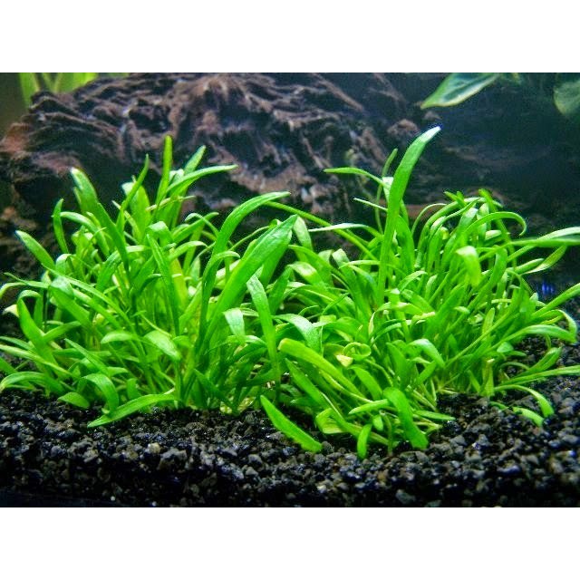LILAEOPSIS (Jual Per Mika - Size 17 cm x 17 cm) / order per cup boleh / aquascape / tanaman air