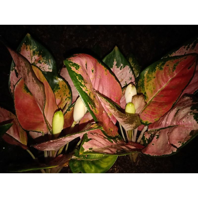 Aglonema red kochin daun rimbun