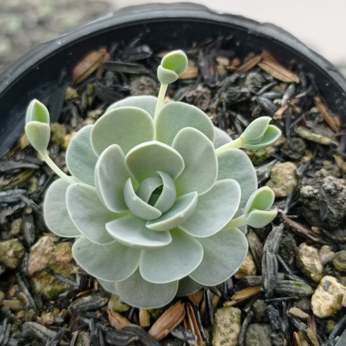 OROSTACHIS IWARENGE KAKTUS SUKULEN TANAMAN HIAS