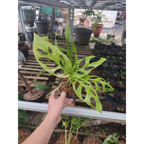 janda bolong variegata