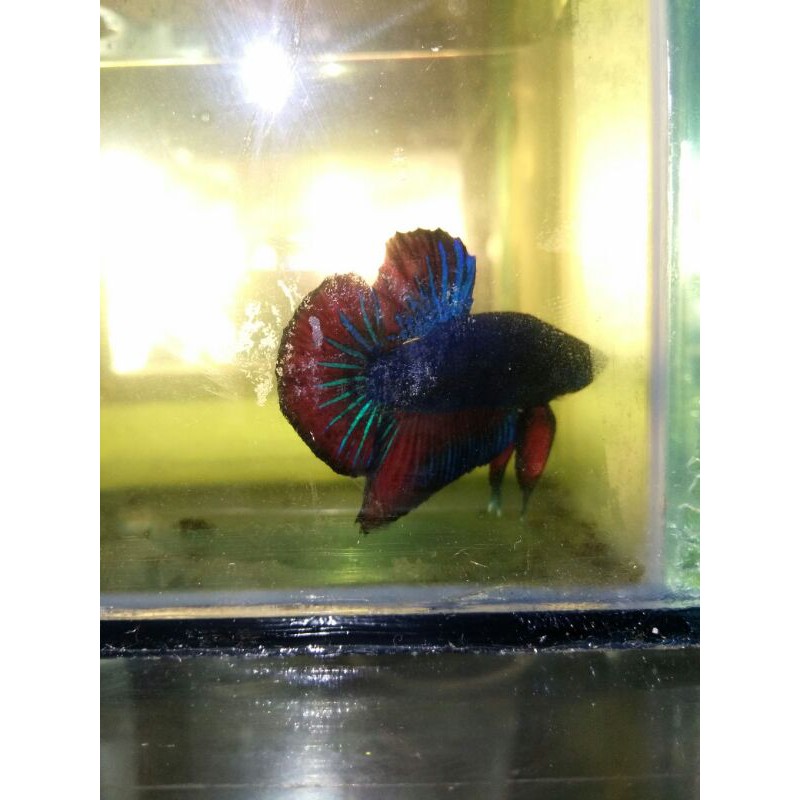 cupang line avatar/ Betta avatar size L