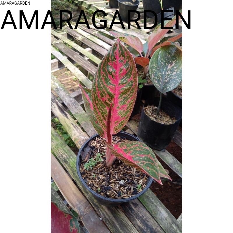 bibit anakan aglonema reanita daun 1/2