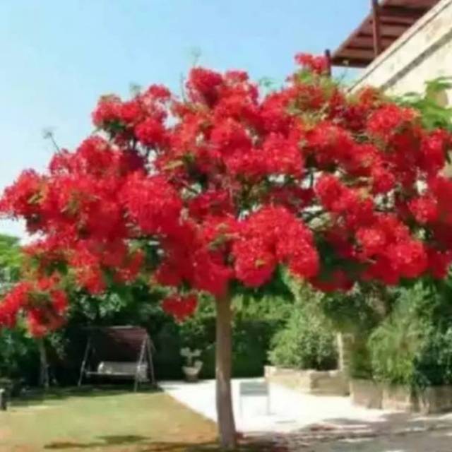 Bibit tanaman Flamboyan