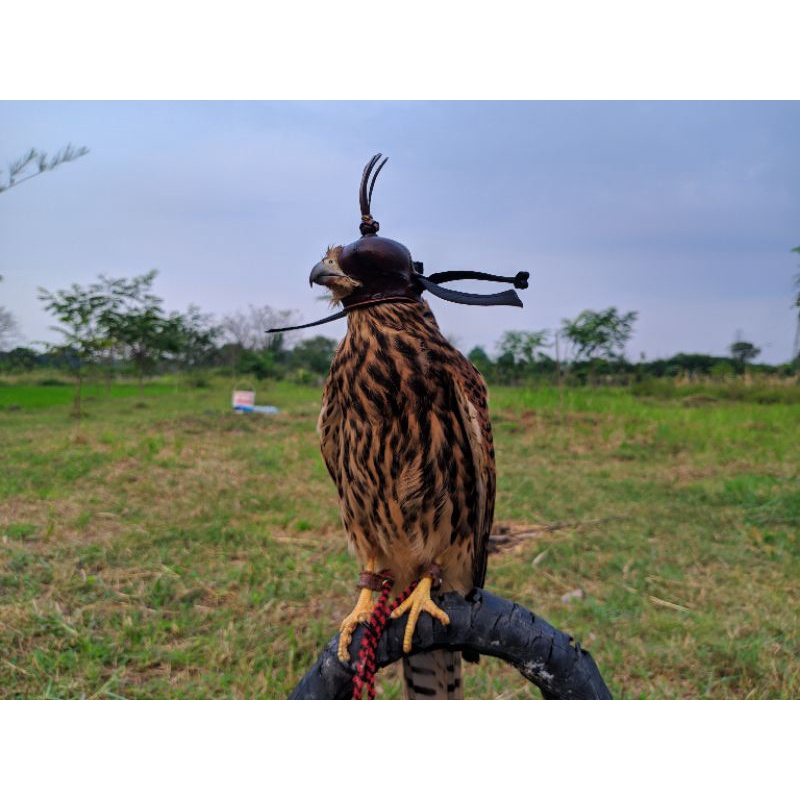 Hood for falconry/ penutup kepala alap-alap