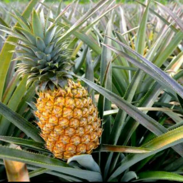 BIBIT NANAS MADU