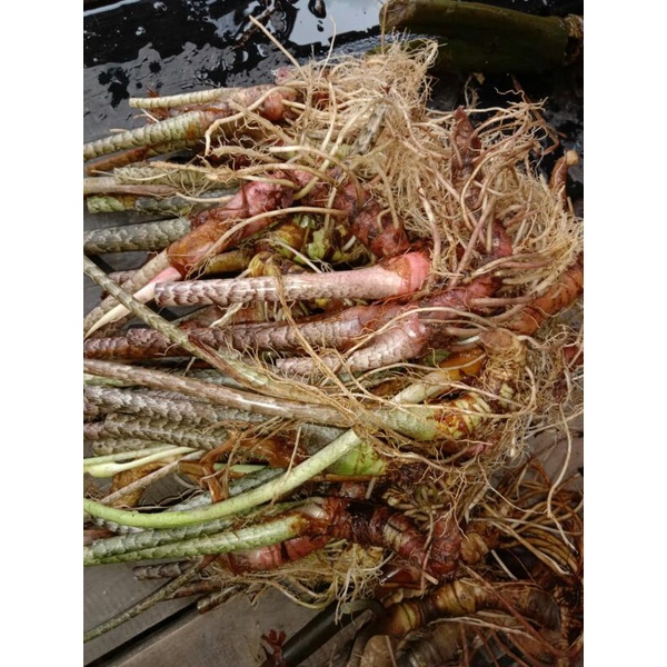 bonggolan alokasia  zebrina satuan