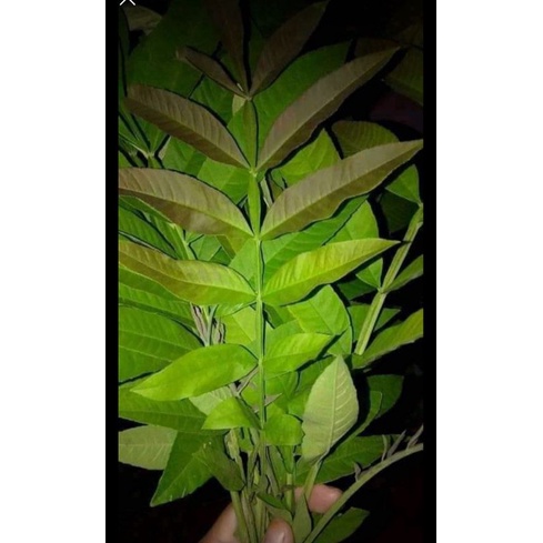 DAUN SUNGKAI asli kalimantan  500gr