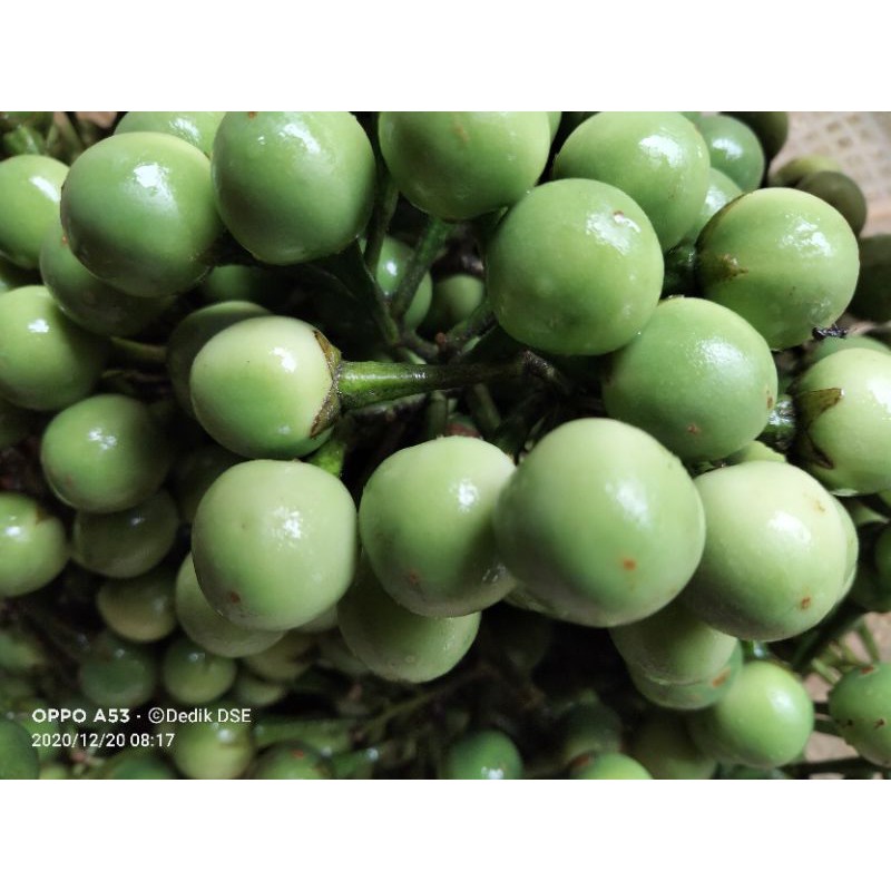 

500gr Buah pokak tekokak takokak rimbang masih segar