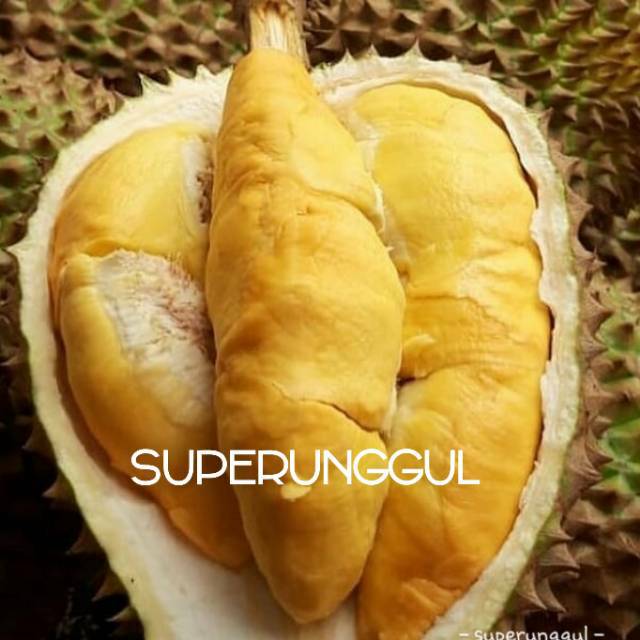 Bibit Durian bawor super unggul