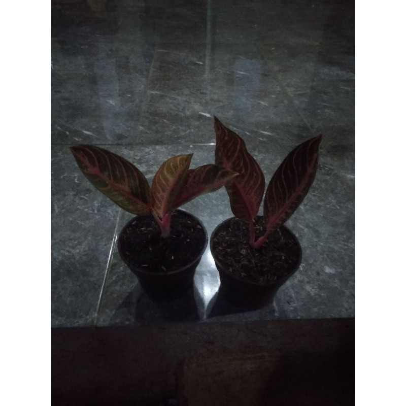 Aglaonema Red Sumatra